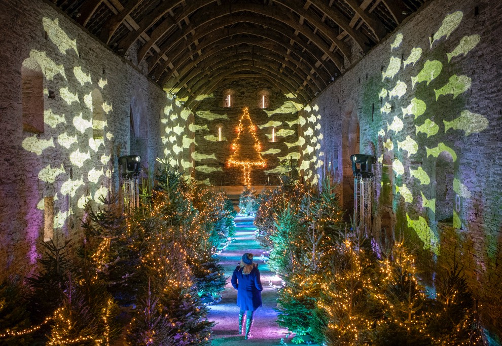 One hundred Christmas trees to light up Great Barn for Buckland Abbey’s